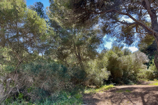 Vista al terreno
