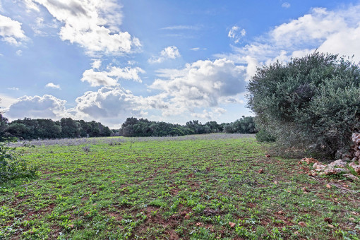 Vista del terreno