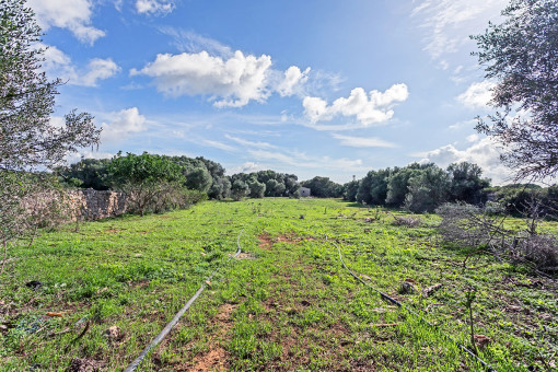 Vista del terreno